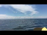 Kayakers Get Up Close and Personal With Pod of Orcas