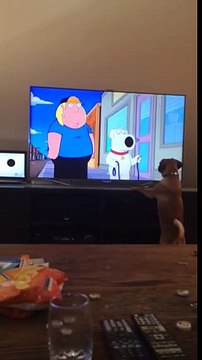 Ce chien attaque le chien d'un dessin animé à la TV !