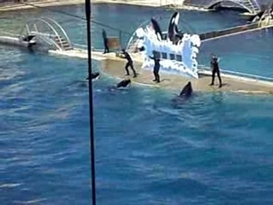 colo pégomas juillet 2007 marineland orques 2