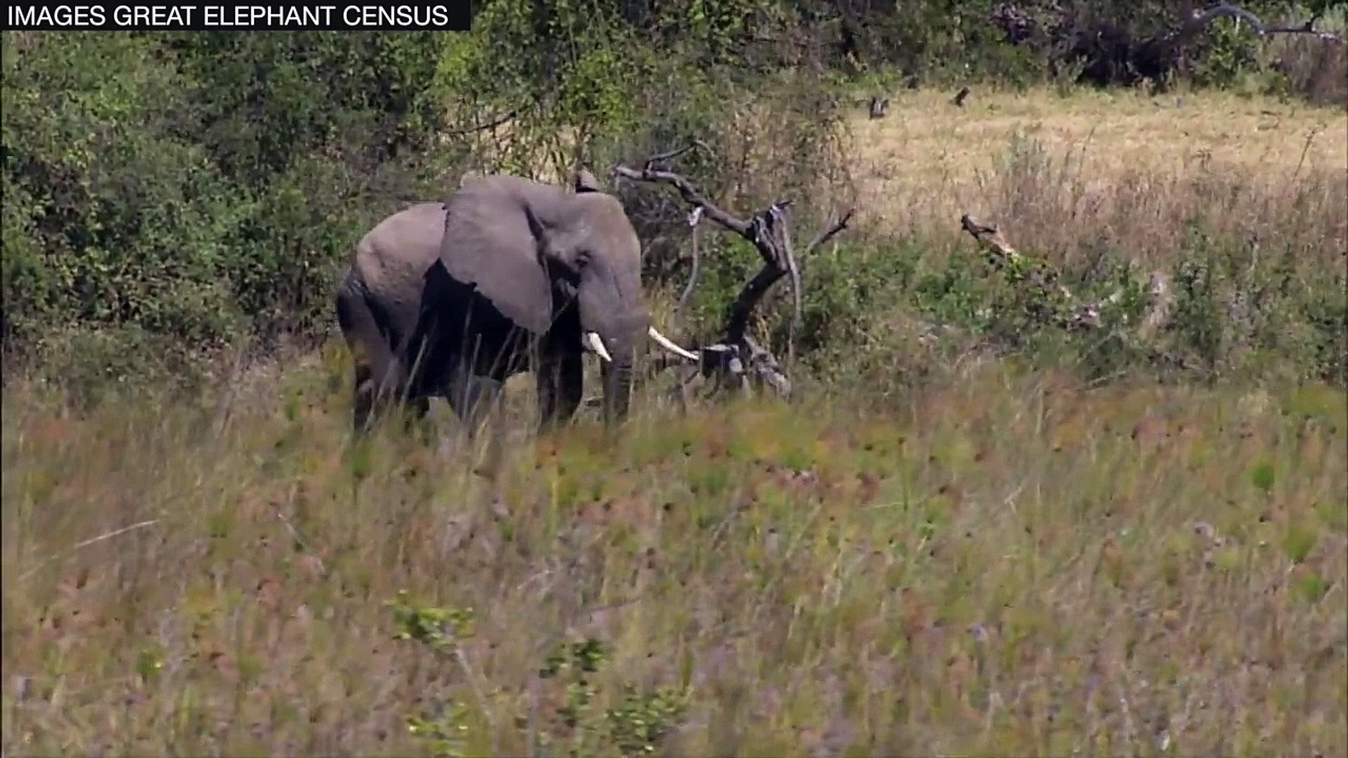L’éléphant d’Afrique en danger de mort