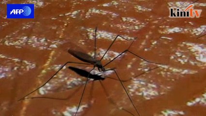 Zika and its siblings - Dengue & Chikungunya
