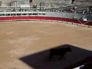 Courses Camarguaises