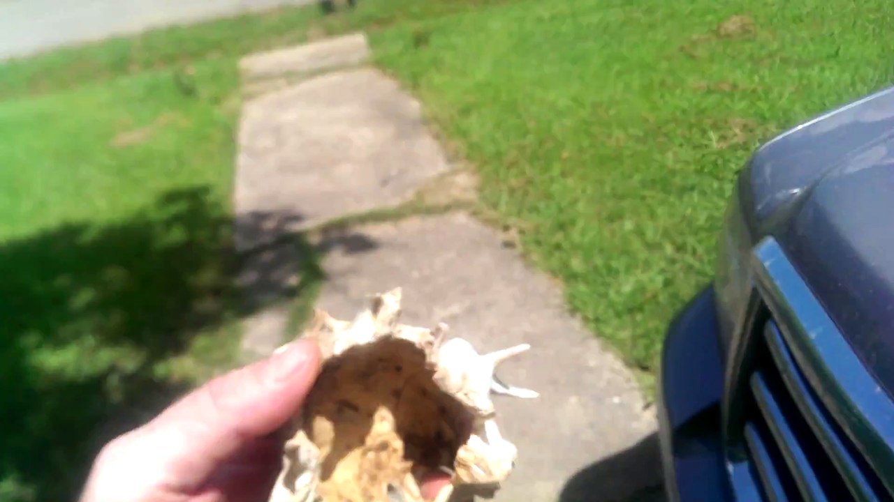 Mais ce crane appartient à quelle race d'animal????  Flippant