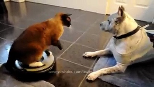 cute lovely cat bites the innocent dog