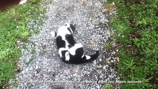 Un chat sauve un randonneur blessé et perdu dans les Alpes suisses