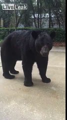 Elle se retrouve face à un ours de 150 kg qui vient lui renifler la jambe