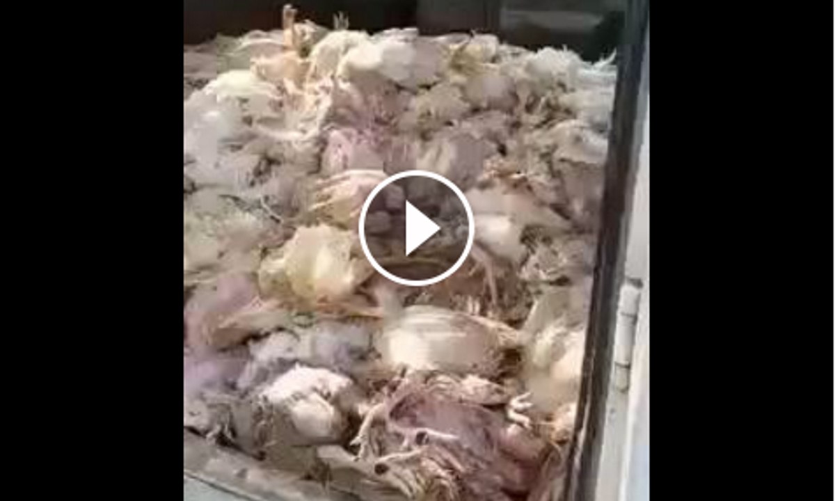 who eat daily chicken shawarma and burger
