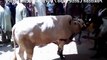 ---angry dangerous Cow qurbani qasai anari barsati funny video 2016 -