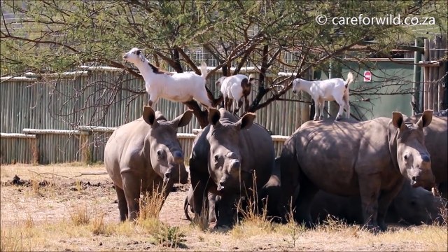 L'amitié unique entre des rhinocéros et des chèvres