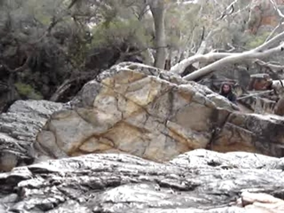 Wallabies des montagnes