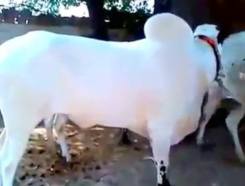 Bull Qurbani 2016 Eid ul Adha in Pakistan