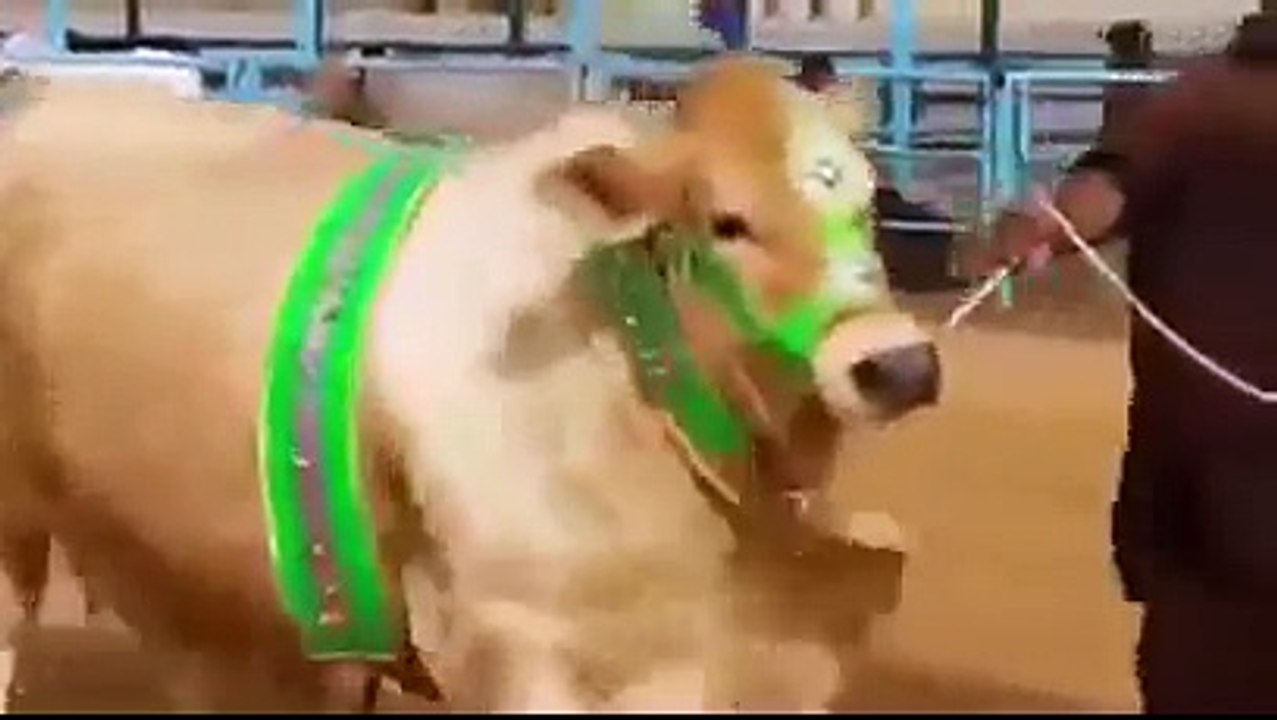 ---cow mandi 2016 Catwalk -