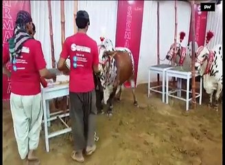 ---Cow Mandi VIP Australian Bulls -