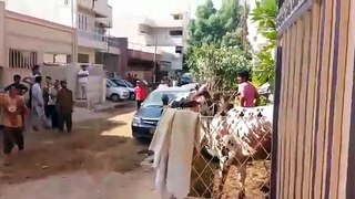 Cow ran away and jump bakra eid