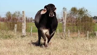 Ranch Spring Blooper Reel Brahman and Shorthorn Cattle