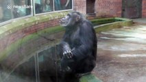 Chimpanzee blows kisses at watching crowd