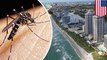 First local mosquitoes infected with Zika found in Miami Beach