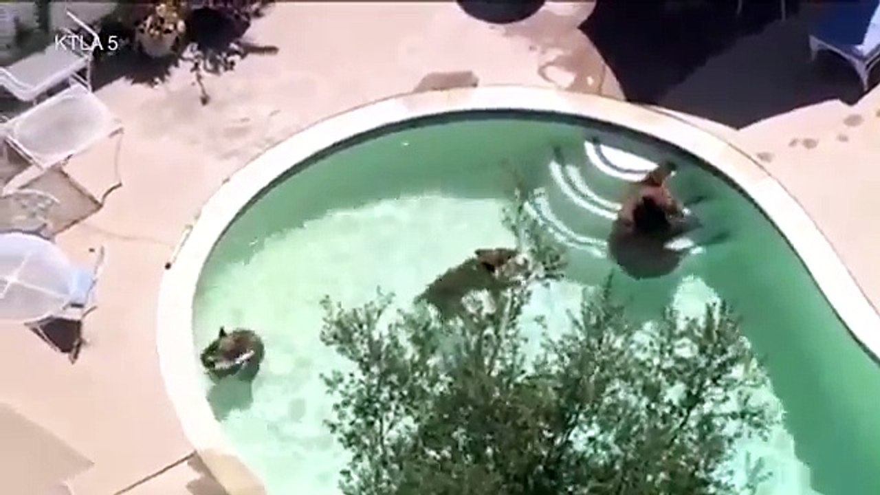Trois ours prennent un petit bain dans une piscine privée