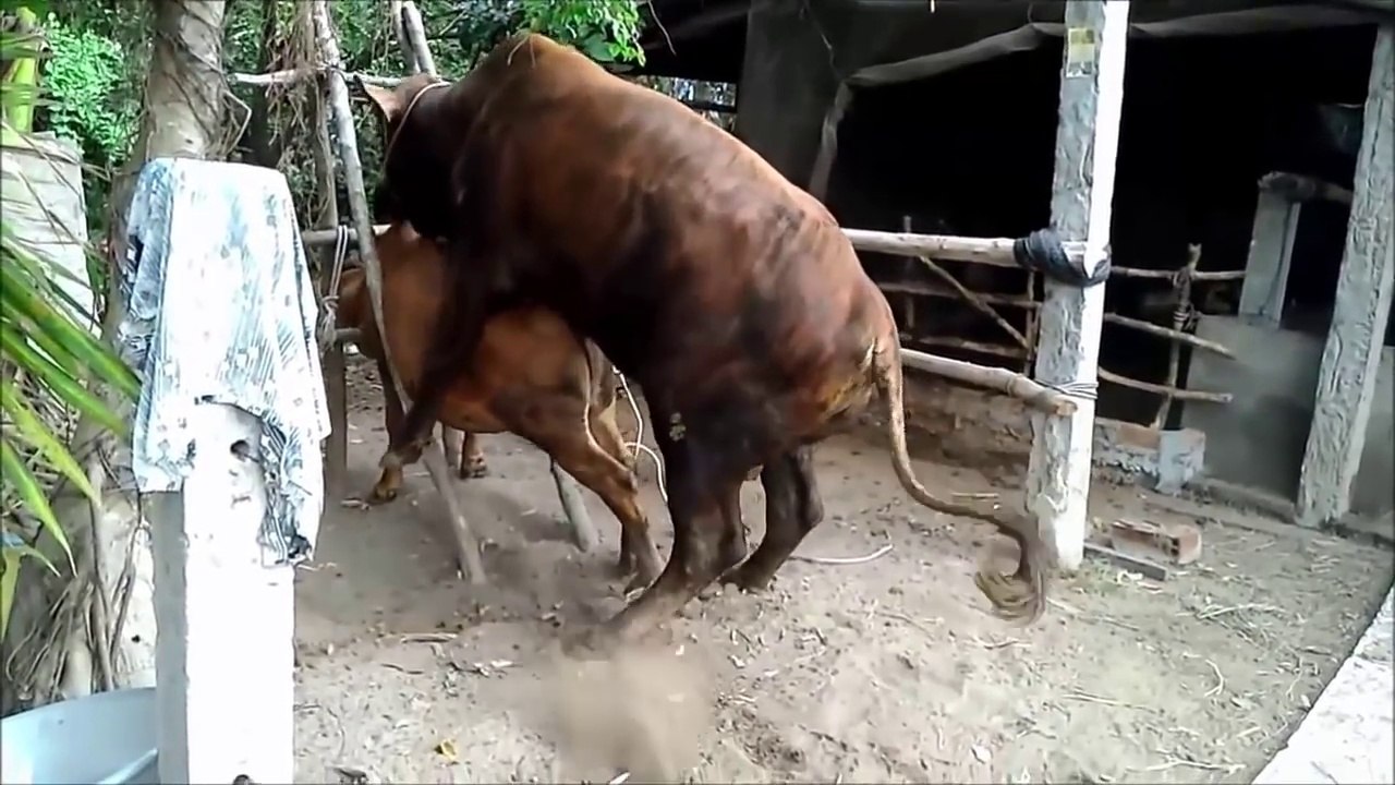 Animals Productions _ Cow And Bull Breeding live 2016
