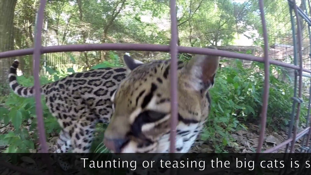 Compilation de gros gros chats.. jusqu'au tigre !