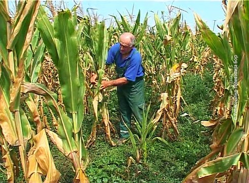 Prinos kukuruza , 2. septembar 2016. (RTV Bor)