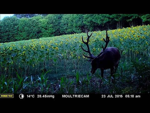 Cerf à treize cors - Christian COUARTOU