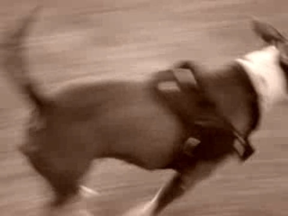 la loutre qui court qui court lol