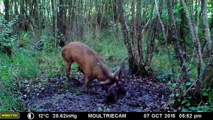 Cerf à 11 cors - Christian COUARTOU
