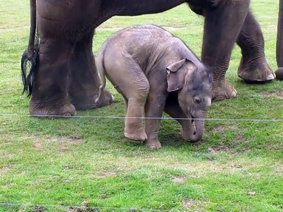 Cute baby elephant s first steps -and steps on his trunk! Adorable! At the Whipsnade Zoo, UK
