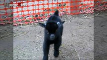 Cute Baby Goats - A Cute And Funny Baby Goats Compilation    NEW HD