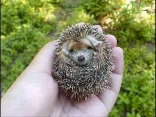 Cute baby hedgehog!!!