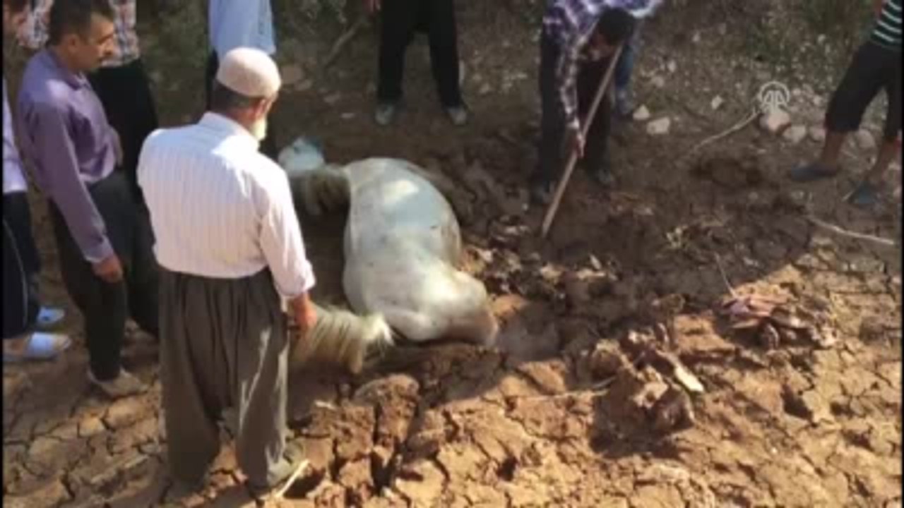 Kahramanmaraş'ta Çamura Saplanan At Kurtarıldı