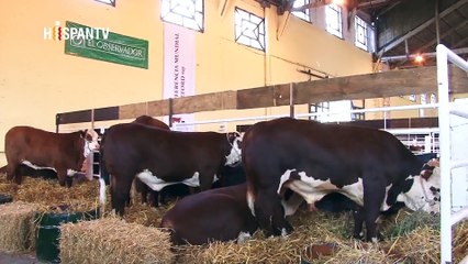 Cámara al Hombro - Uruguay: el país de la carne