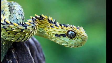 Dünyanın En Zehirli 10 Yılanı