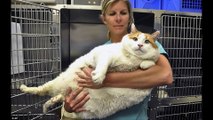 Fat Cat - World s Fattest Cats TOP 10 !