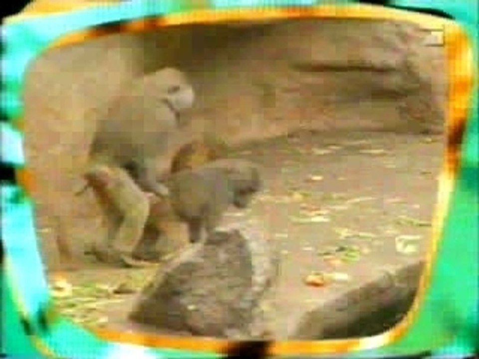 Affen Sexspiele / Monkey Sexgames