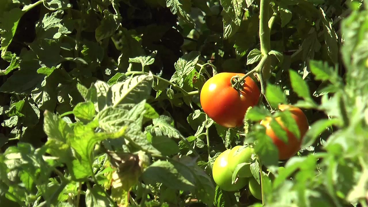 Hautes-Alpes : la sécheresse inquiète les agriculteurs