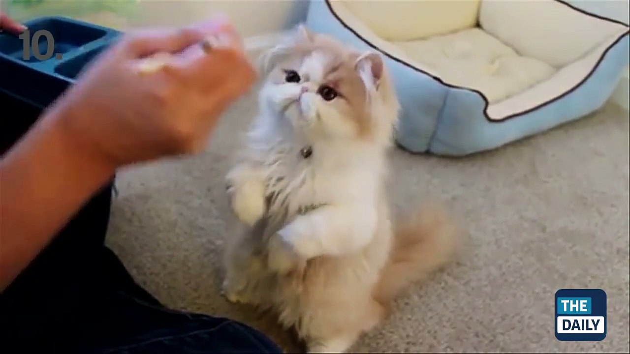 TOP 10 BEST CAT VIDEOS OF ALL TIME!