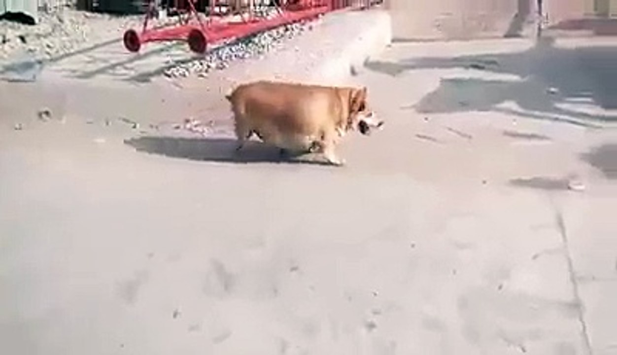 funny videos