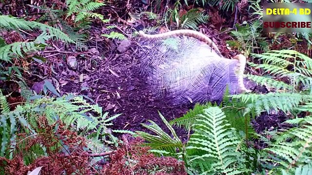 Amazing-Natural-Bird Most-beautiful-creature-video -wildlife-bird-photography Birds-of-Paradise