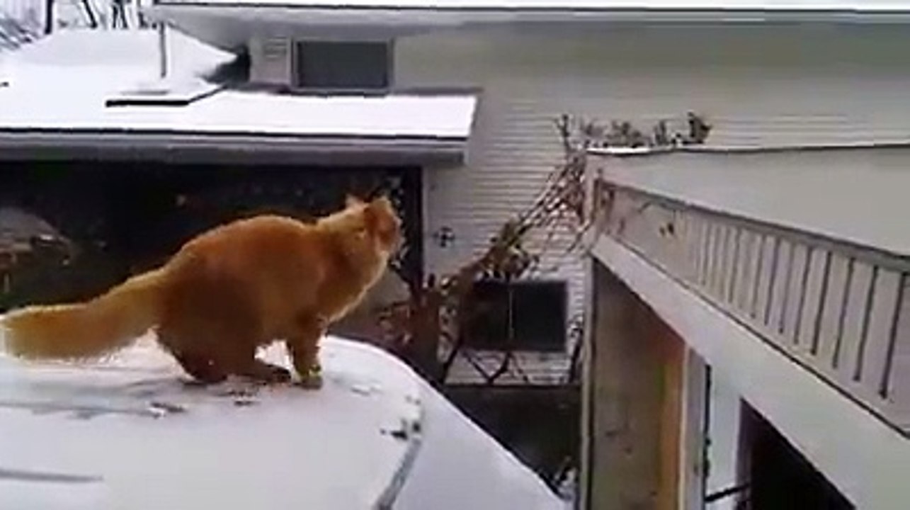 funny videos