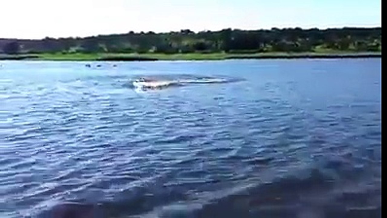 funny videos