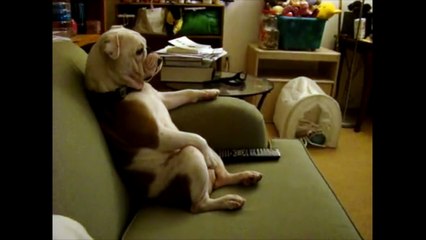 Funny Bulldogs - ModernMom Top 10