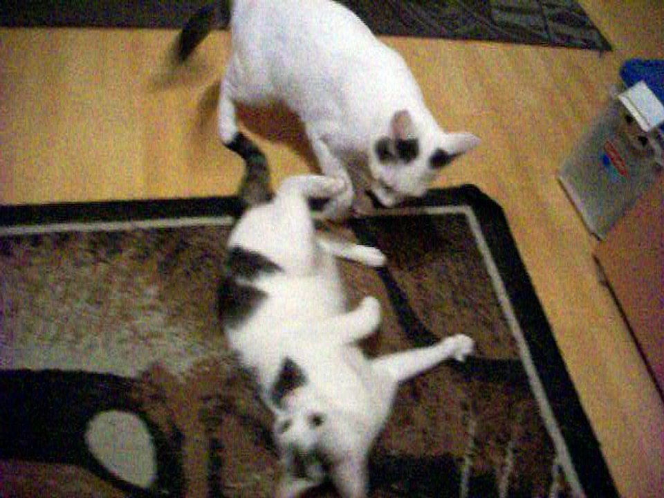 Harvey und Vinzent am 02.09.2016