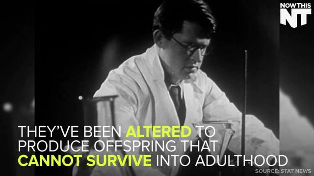 Genetically Modified Mosquitoes Coming To Florida