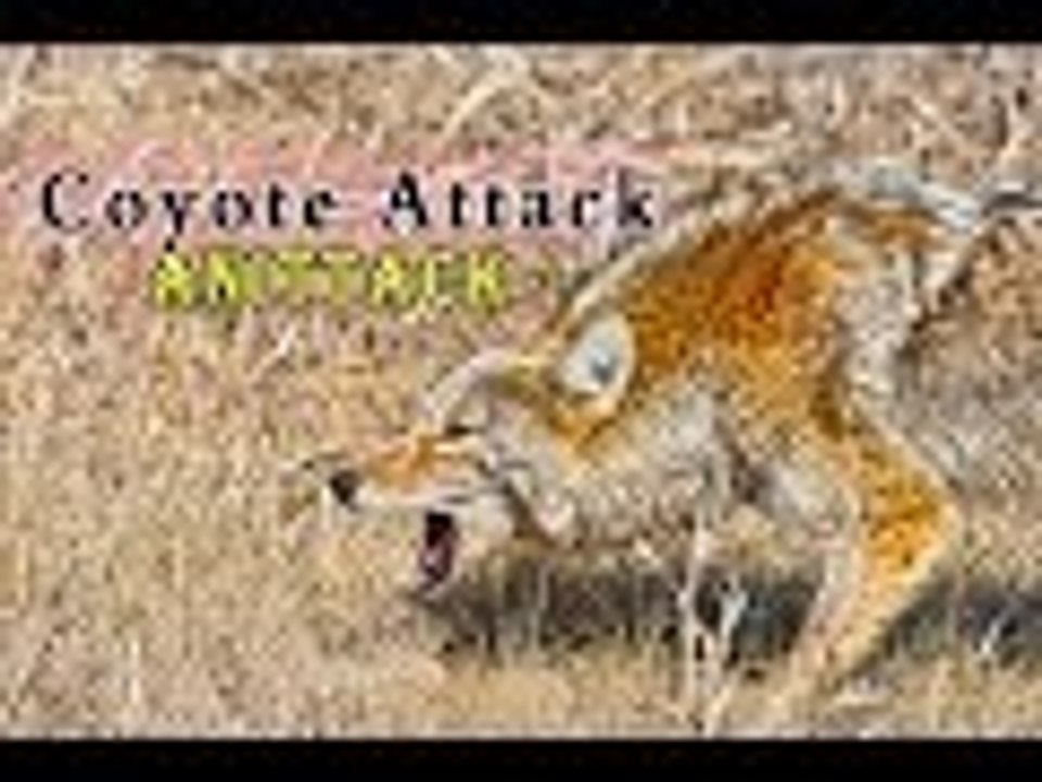 coyote attack video top 10 HD