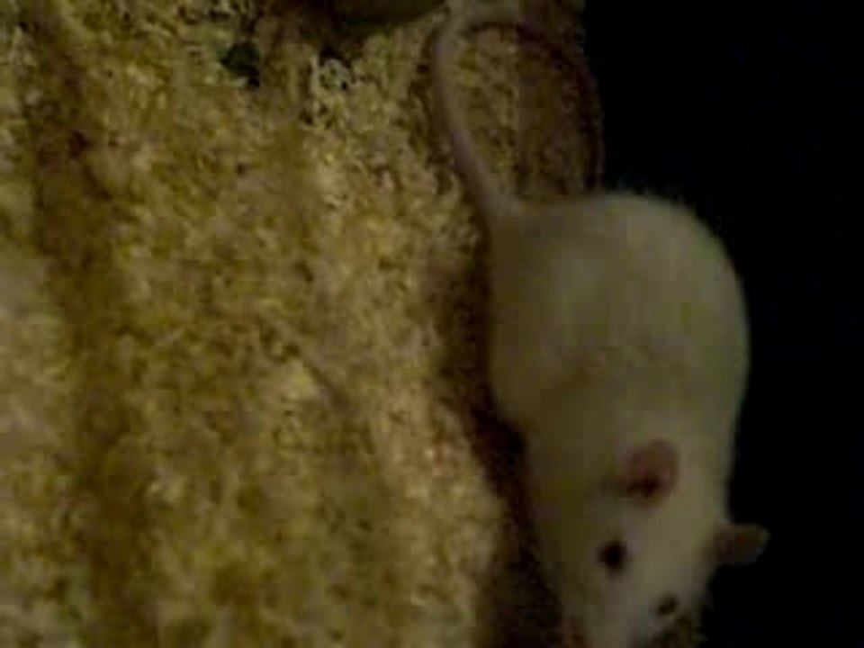 Ma nouvelle rate: Sally comme la cherie de Mr Jack