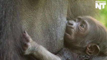 Philadelphia Zoo Asks Public to Name Their New Baby Gorilla