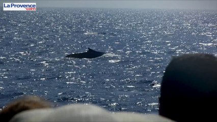 Des dauphins et baleines à portée de main au large de la Provence