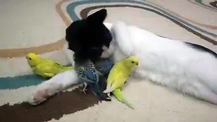 Kardeşçe yaşamak buna denir... İnanılmaz görüntüler...